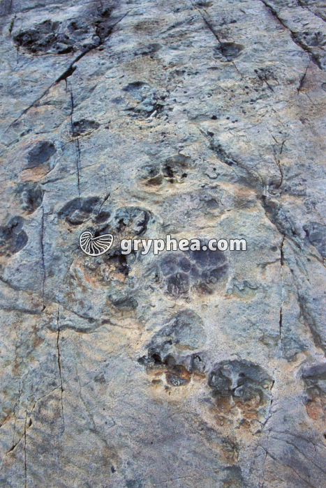 Traces dinosaure Emosson - gryphea.org